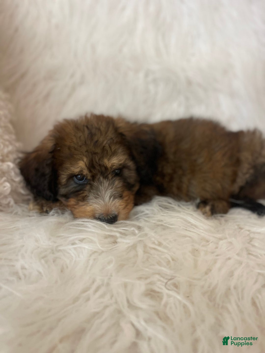Bernedoodle dogs for sale: Blueberry Blitz - Image 4