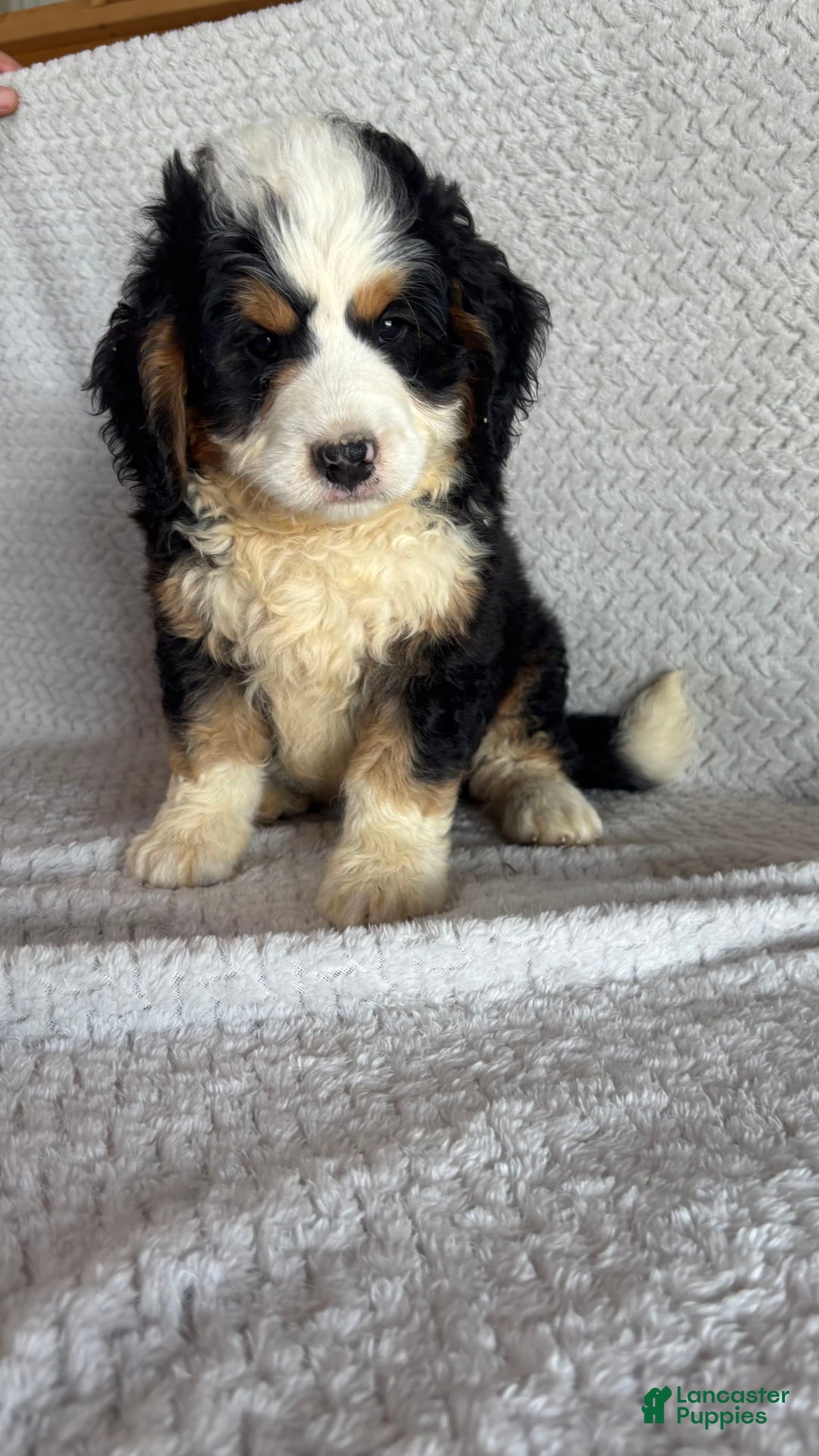 Mini Bernedoodle dogs for sale: Marshall - Image 3