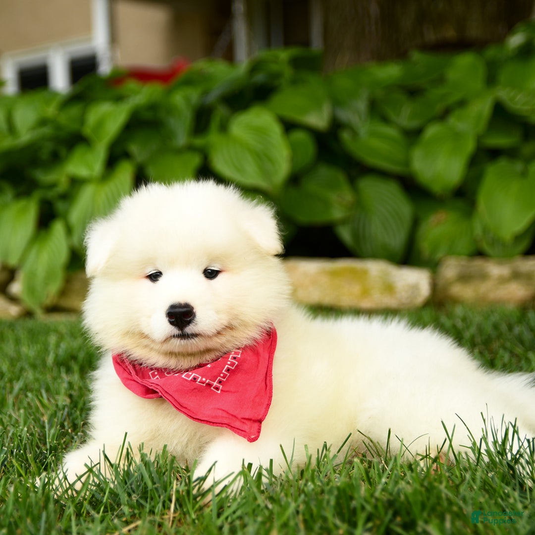Samoyed dogs for sale: Logan - Image 5