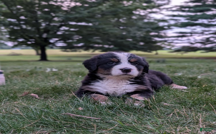 Bernese Mountain Dog dogs - Advert 8