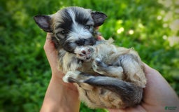 Morkie dogs for sale: Rare Sable Blaze - Image 6