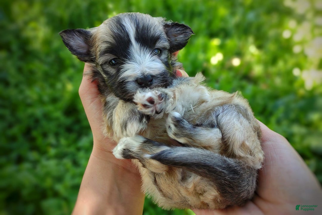 Morkie dogs for sale: Rare Sable Blaze - Image 6