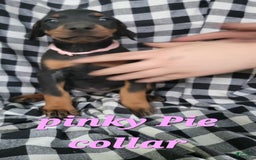 Doberman Pinscher dogs for sale: Pinky Pie - Image 1