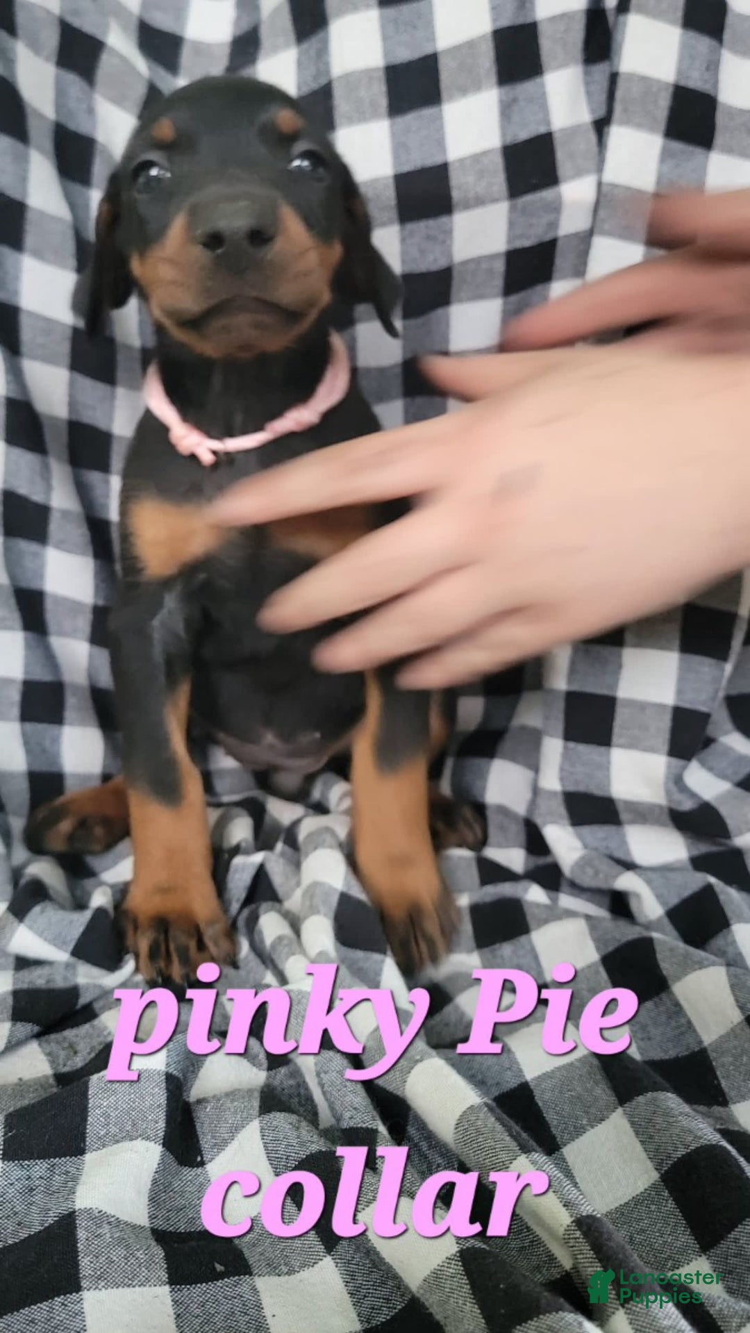 Doberman Pinscher dogs for sale: Pinky Pie - Image 1