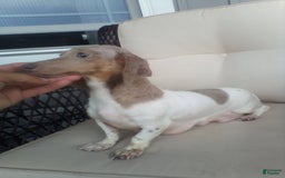 Miniature Dachshund dogs for sale: Joy - Image 8