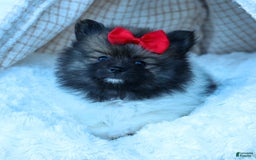 Pomeranian dogs for sale: Betzy - Image 20