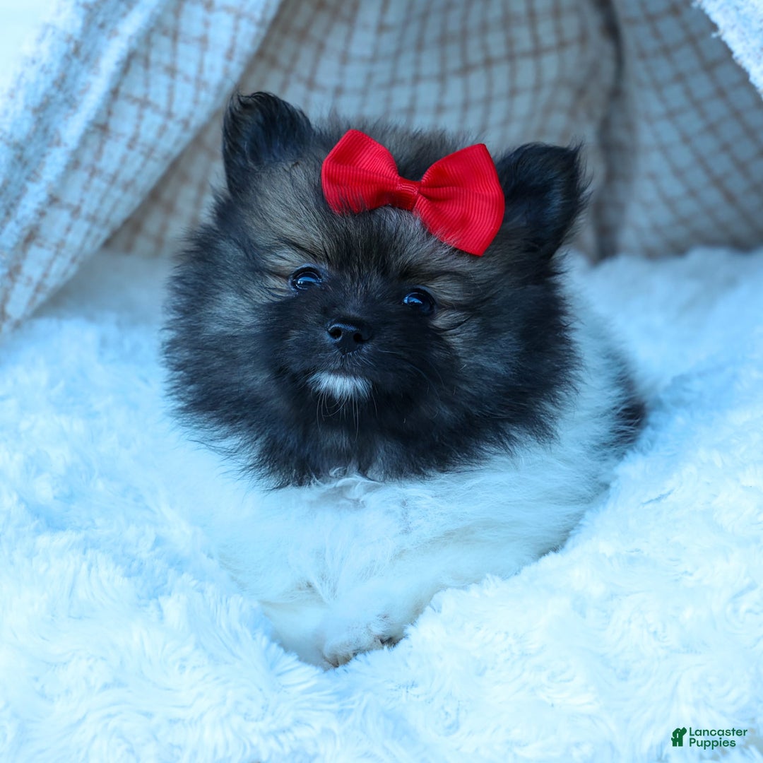 Pomeranian dogs for sale: Betzy - Image 20