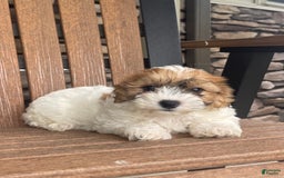 Shih Tzu dogs for sale: Oliver - Image 6