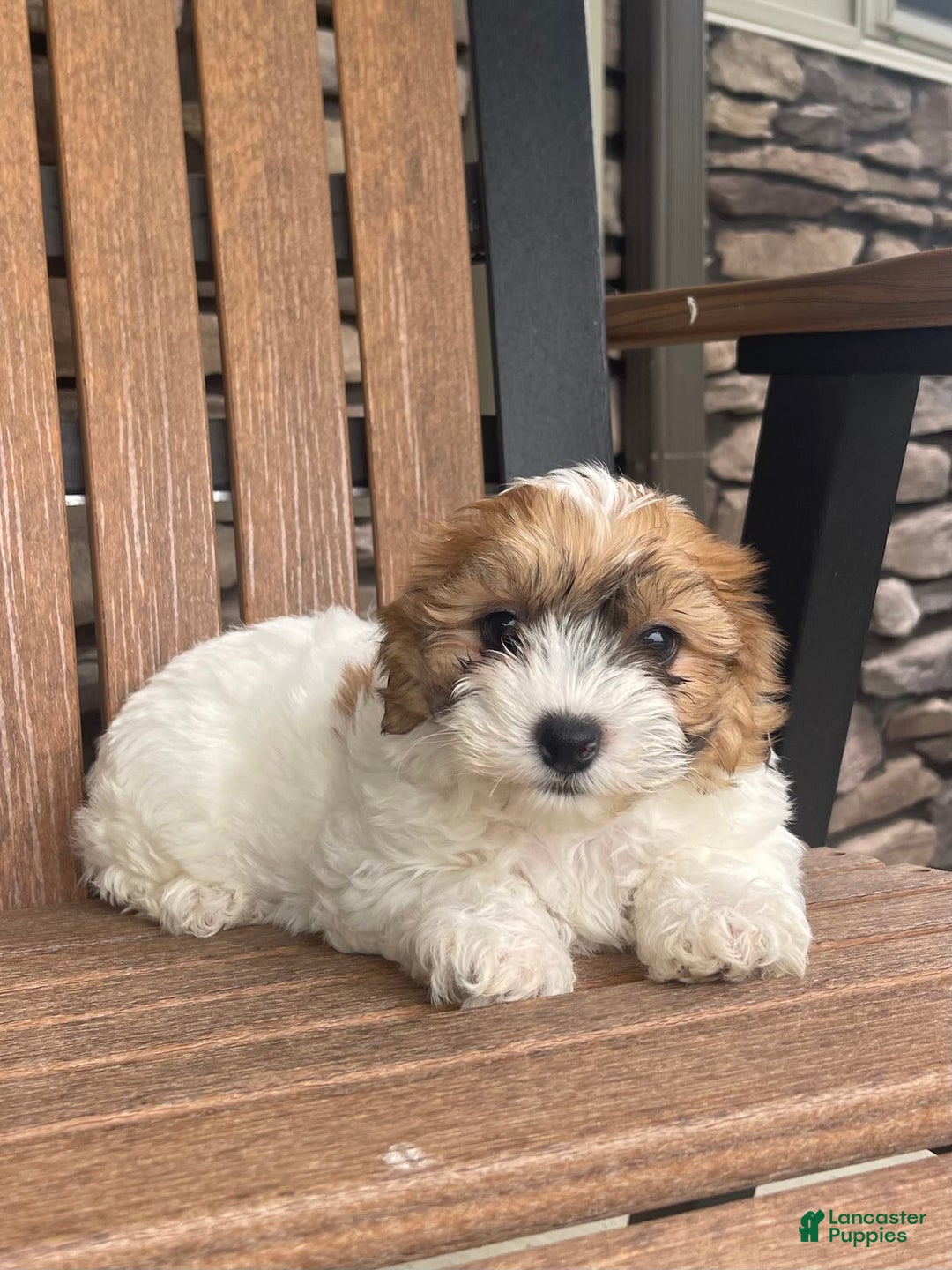 Shih Tzu dogs for sale: Oliver - Image 6
