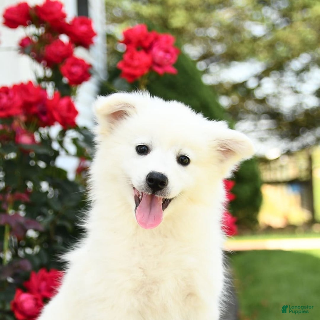 American Eskimo dogs for sale: Marco - Image 3