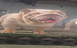 English Bulldog dogs for sale: Rj - Image 5