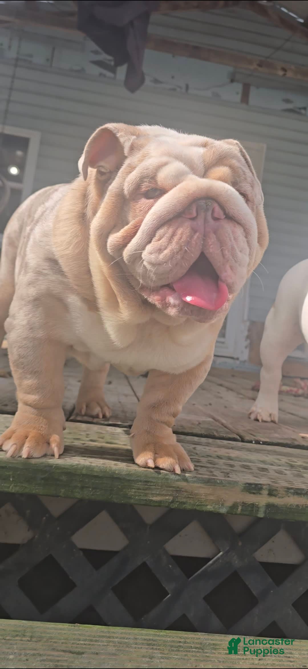 English Bulldog dogs for sale: Rj - Image 5