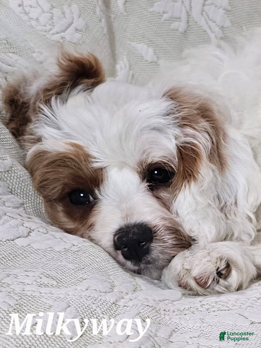 Cavapoo dogs for sale: Milkyway - Image 3