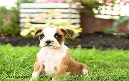 Boxer dogs for sale: Emerald - Image 5