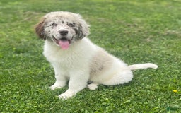 Newfoundland dogs for sale: Skipper Ofa Dna - Image 4