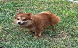 Pomeranian dogs for sale: Winston - Image 14