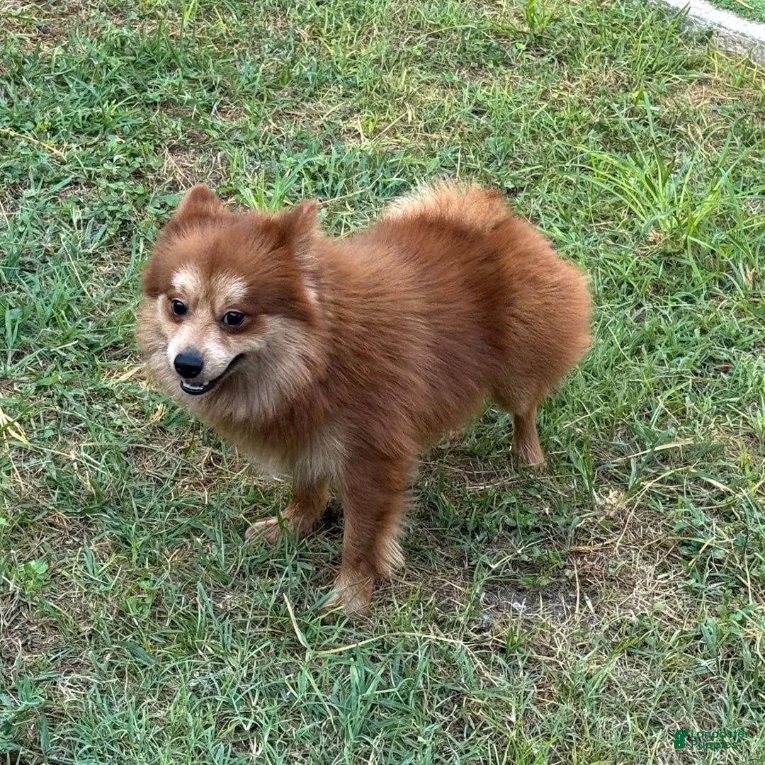Pomeranian dogs for sale: Winston - Image 14