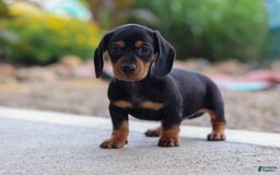 Miniature Dachshund dogs for sale: Miniature Dachshund 3 puppies - Image 4