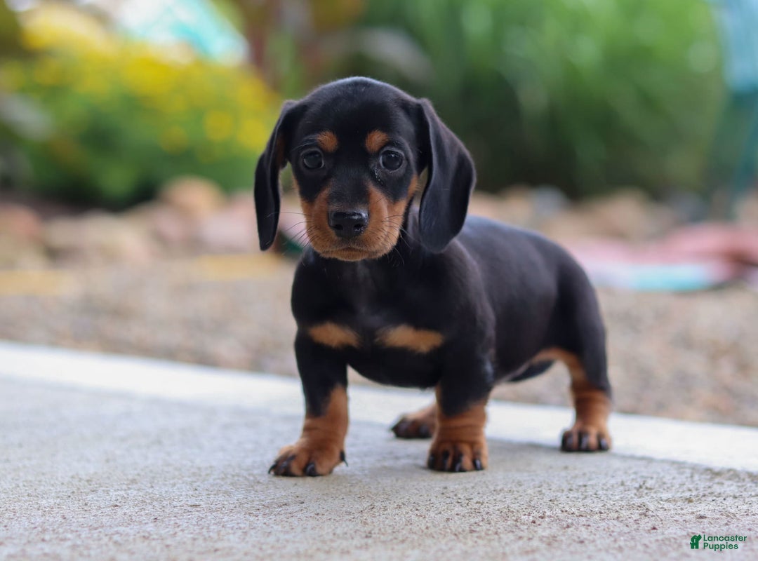 Miniature Dachshund dogs for sale: Miniature Dachshund 3 puppies - Image 4