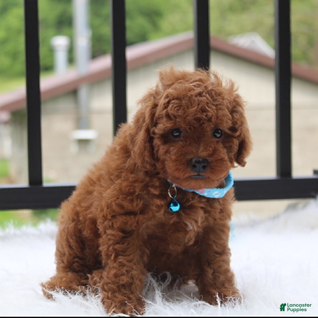 Toy Poodle dogs for sale: Tommy - Image 6