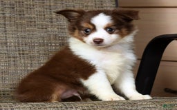  dogs for sale: Biscuit - Image 3