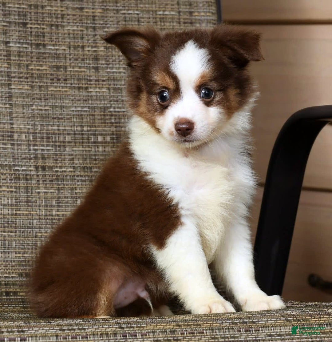  dogs for sale: Biscuit - Image 3