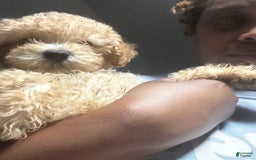 Maltipoo dogs for sale: Louis - Image 5