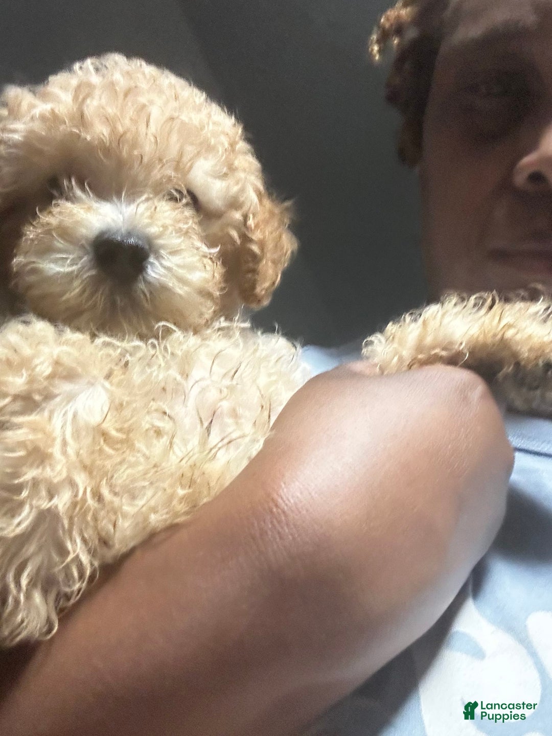 Maltipoo dogs for sale: Louis - Image 5