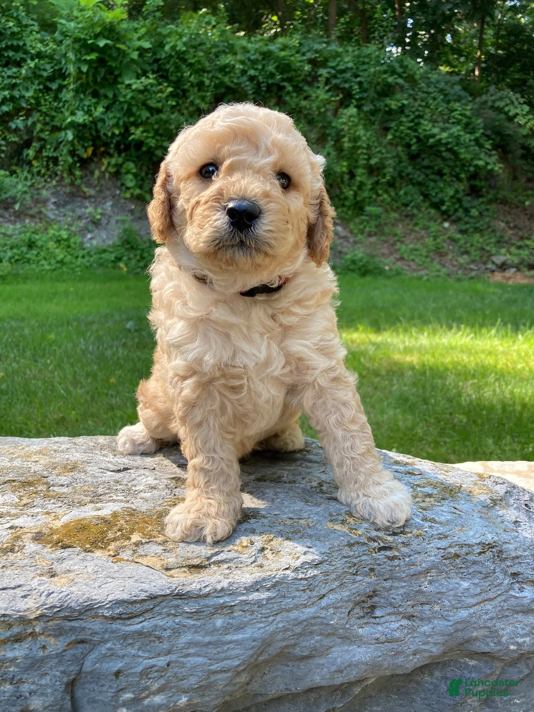 Labradoodle dogs for sale: Douglas - Image 12