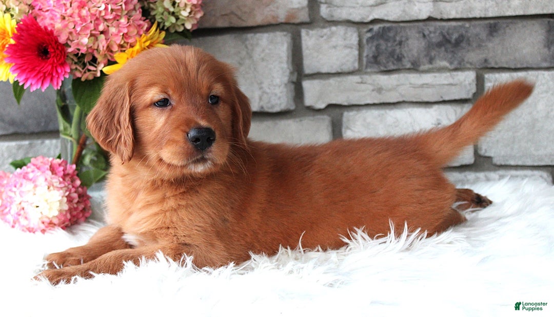 Golden Retriever dogs for sale: Hunter - Image 5