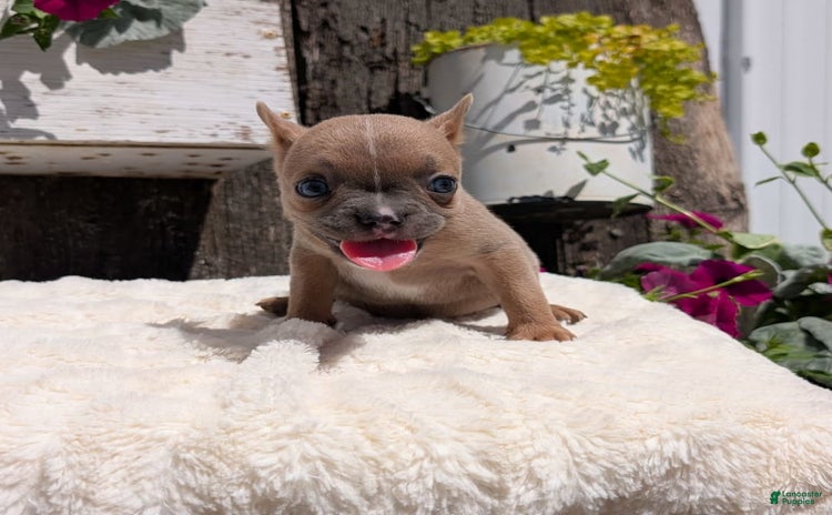 French Bulldog dogs for sale - Ad 3