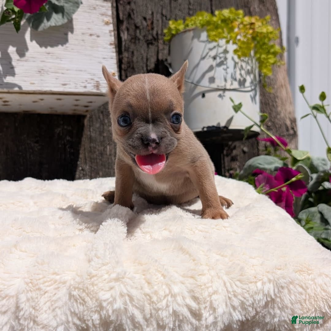 French Bulldog dogs for sale: Tessa - Image 1