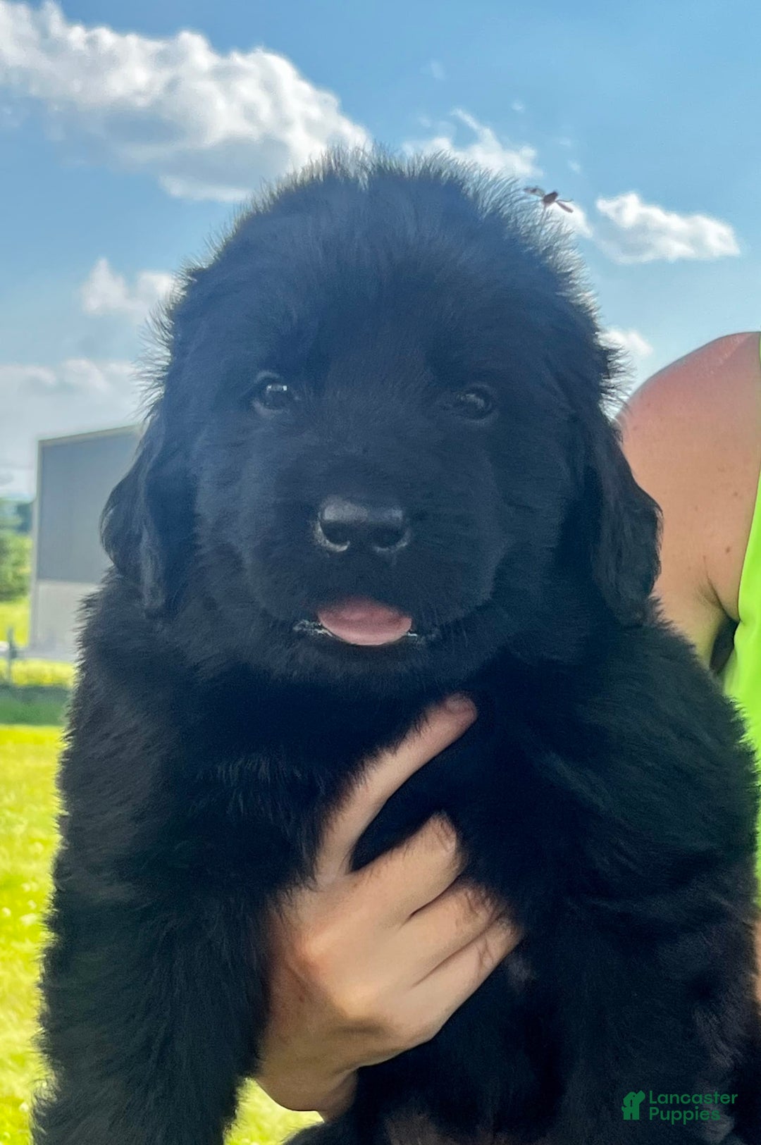 Newfoundland dogs for sale: Grey - Image 1