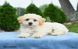 Bichpoo dogs for sale: Archie - Image 2