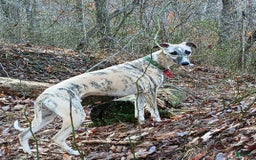 Whippet dogs for sale: Billy - Image 9