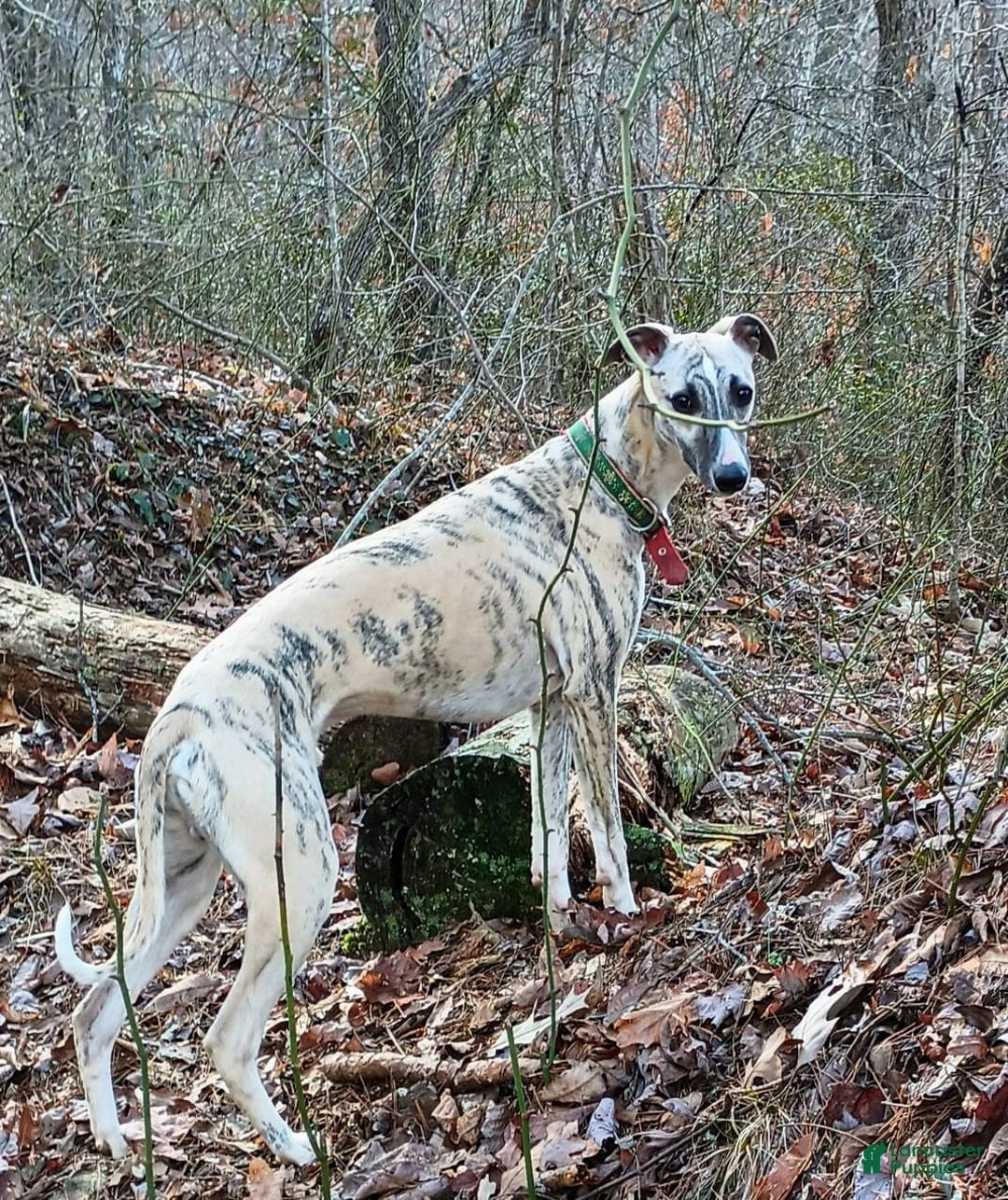 Whippet dogs for sale: Billy - Image 9