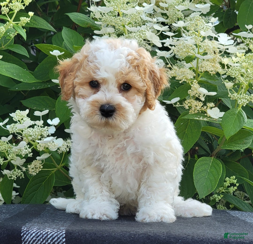 Bichpoo dogs for sale: Johnson - Image 7