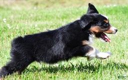 Miniature Australian Shepherd dogs for sale: Nicholas - Image 10
