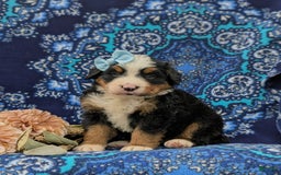 Bernese Mountain Dog dogs for sale: Emma - Image 6