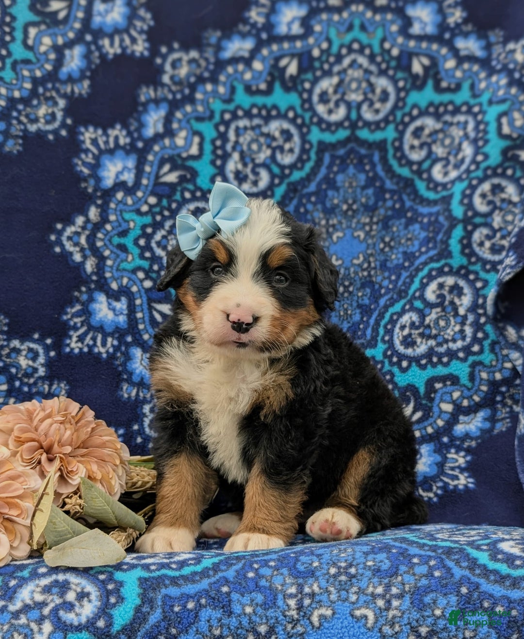 Bernese Mountain Dog dogs for sale: Emma - Image 6
