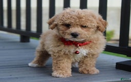 Bichpoo dogs for sale: Archie - Image 9