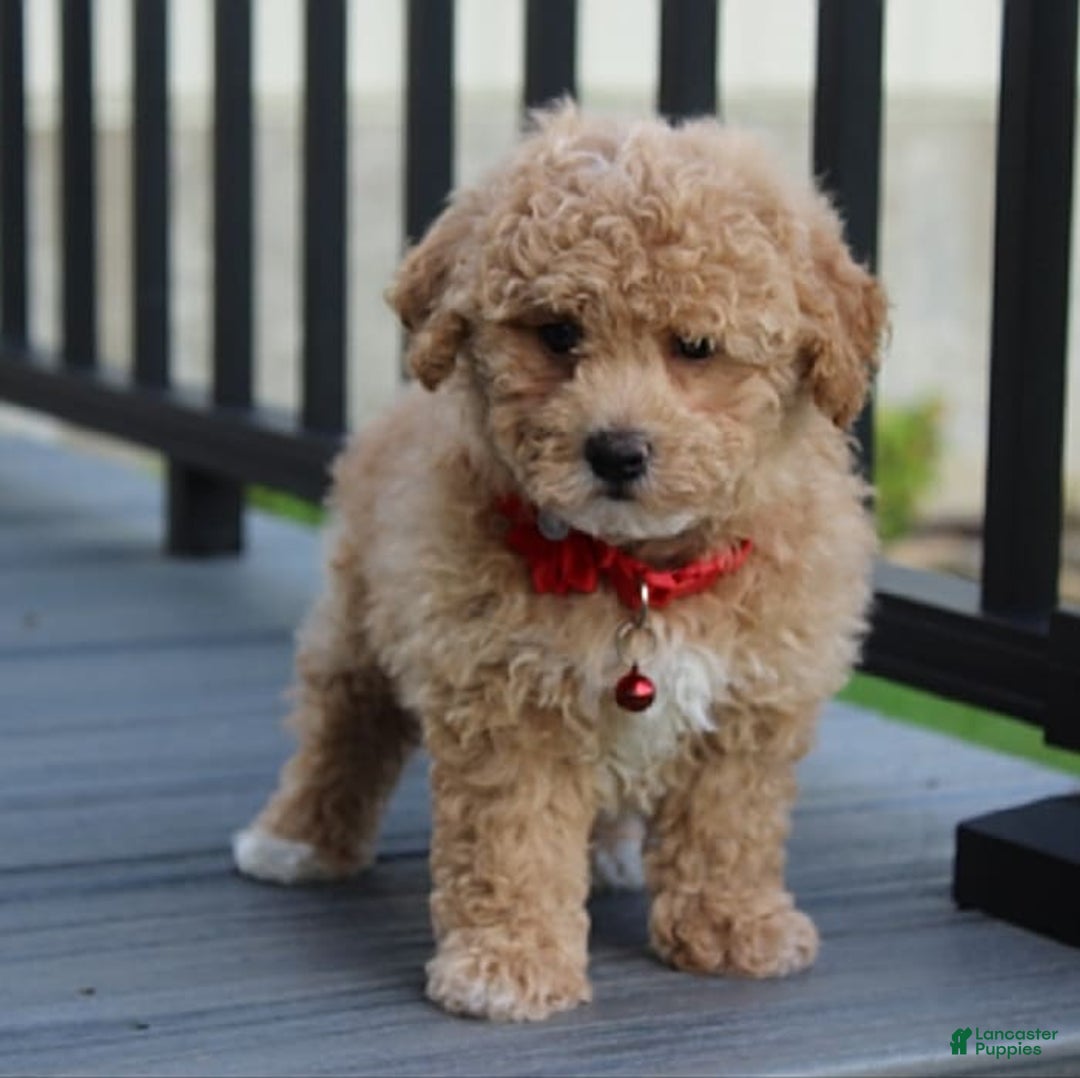 Bichpoo dogs for sale: Archie - Image 9