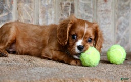 Cavalier King Charles Spaniel dogs for sale: Louie - Image 16