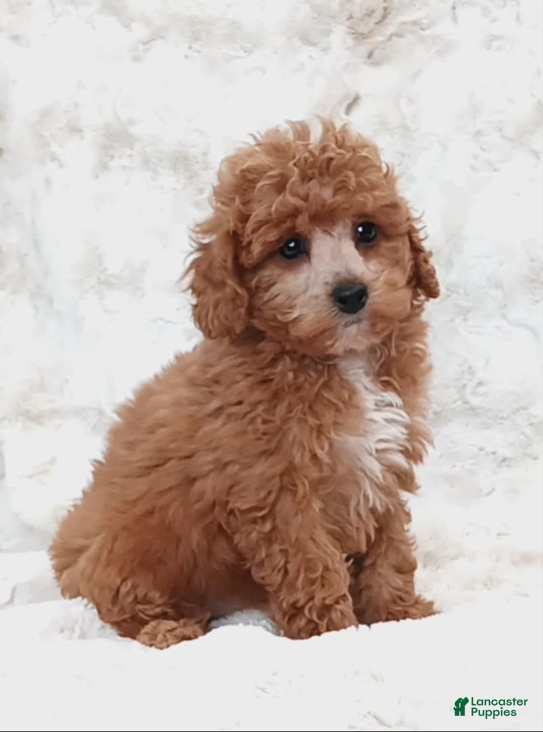 Cavapoo dogs for sale: Adrian - Image 2