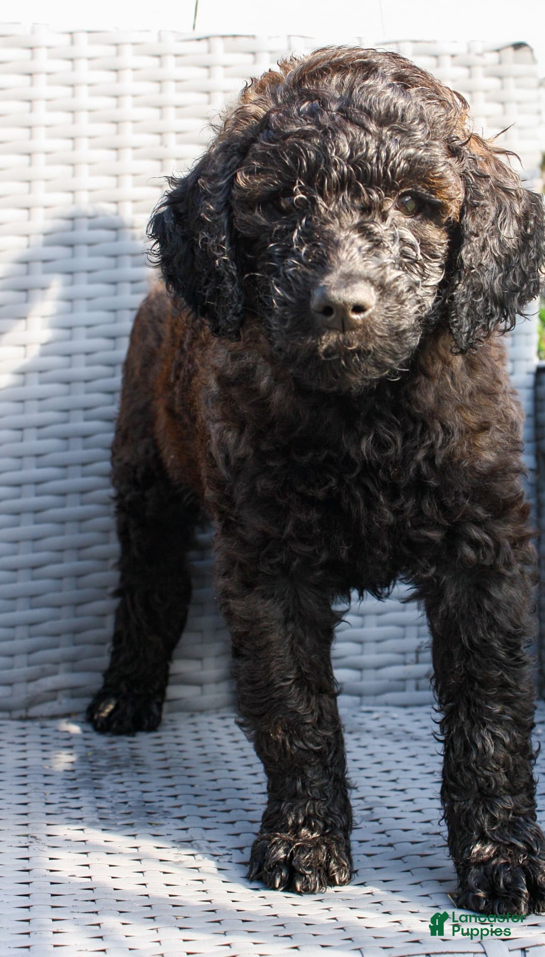 Goldendoodle dogs for sale: Rhys - Image 5