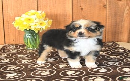 Miniature Australian Shepherd dogs for sale: Dozer - Image 1