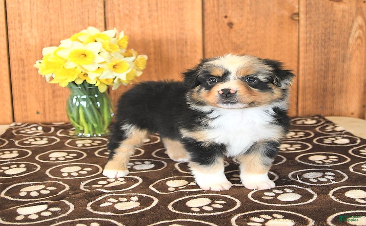 Miniature Australian Shepherd dogs for sale - Ad 2