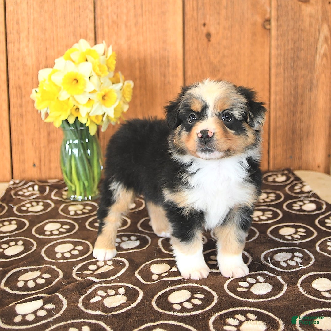 Miniature Australian Shepherd dogs for sale: Dozer - Image 1