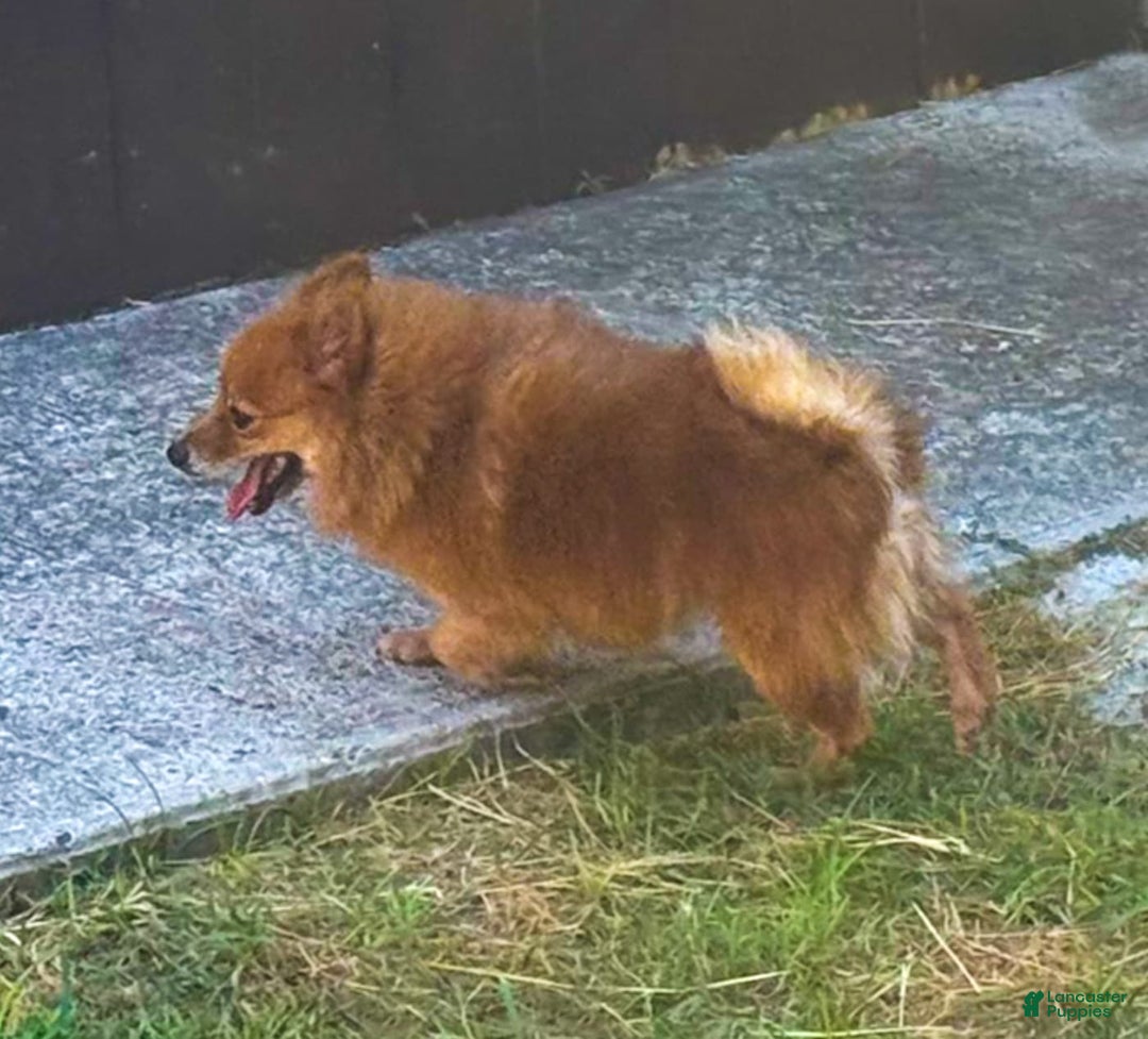 Pomeranian dogs for sale: Abbigail - Image 10