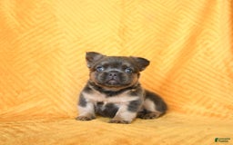 French Bulldog dogs for sale: Luca - Image 2